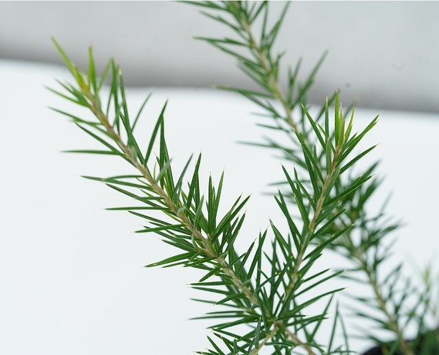 グレビレア「キャンベラ・ジェム」5号ポット | | ネイティブプランツ