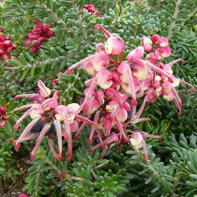 グレビレア「マウント・タンボリサ」5号ロング | | ネイティブプランツ