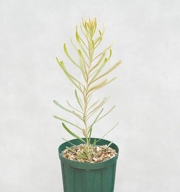 希少 バンクシア アテナータ 希少 バンクシア アテナータ