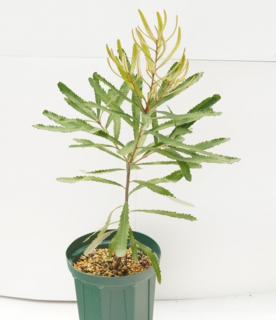 幹太！美樹形！ バンクシア プリオノテス 5号 幹太！美樹形