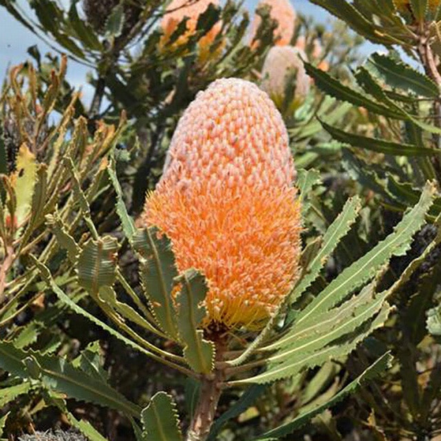 Х󥯥Сǥåƥ5󥰥åȭ