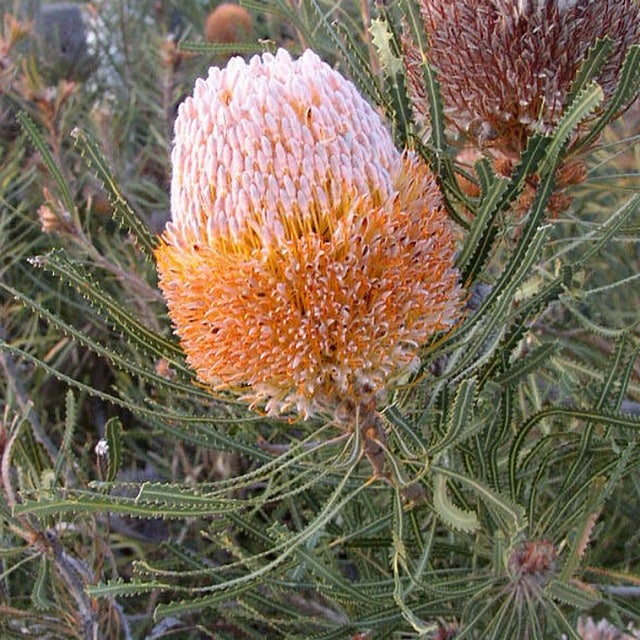 バンクシア・フーケリアナ 5号ロングスリット鉢 | | ネイティブ  