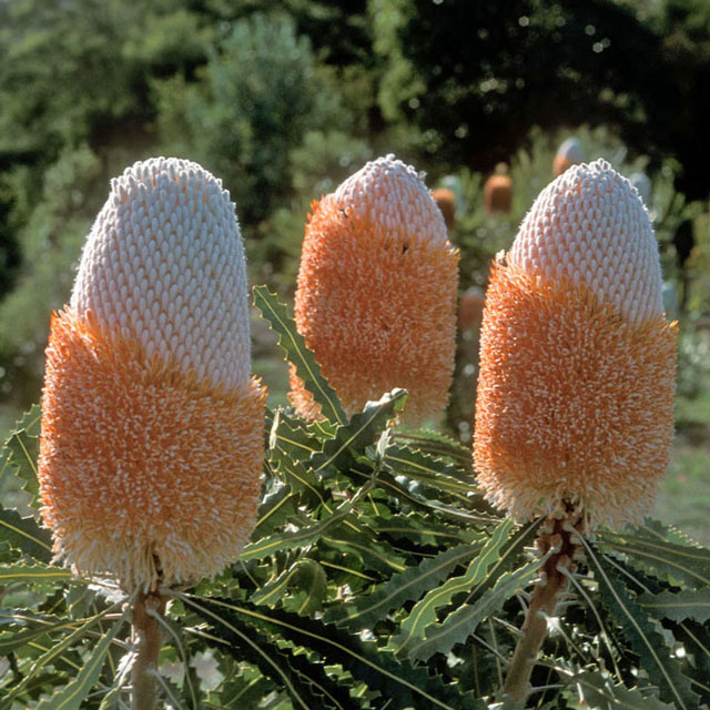 Х󥯥ץꥪΥƥ󥰥åȭ