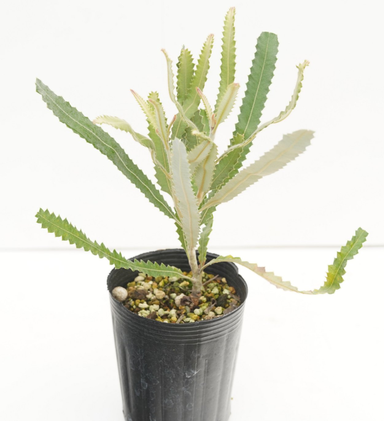 バンクシア メンジーシー 幹太 美樹形 90センチ バンクシア