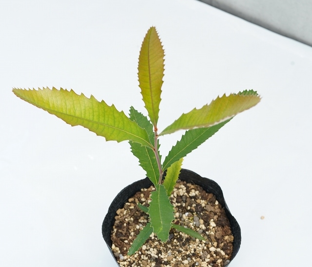 スワンプバンクシア ロブール6号鉢 全長90cm スワンプバンクシア