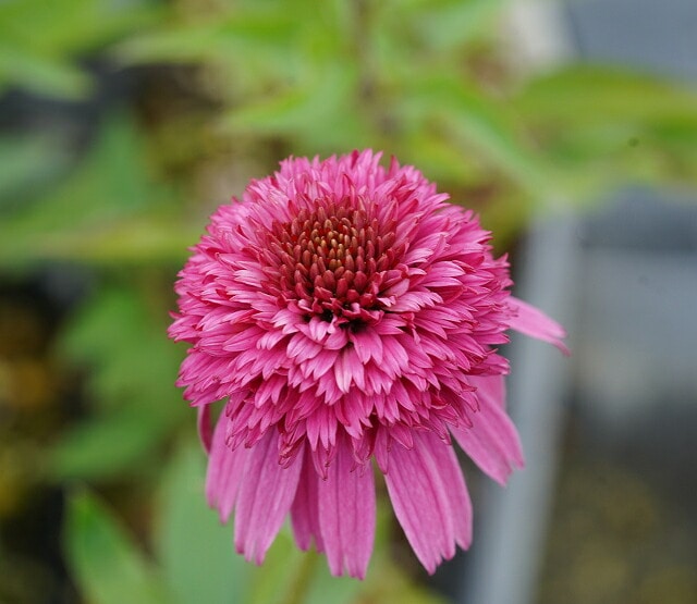 エキナセア「シークレット・アフィア」5号（15cm）ポット植え