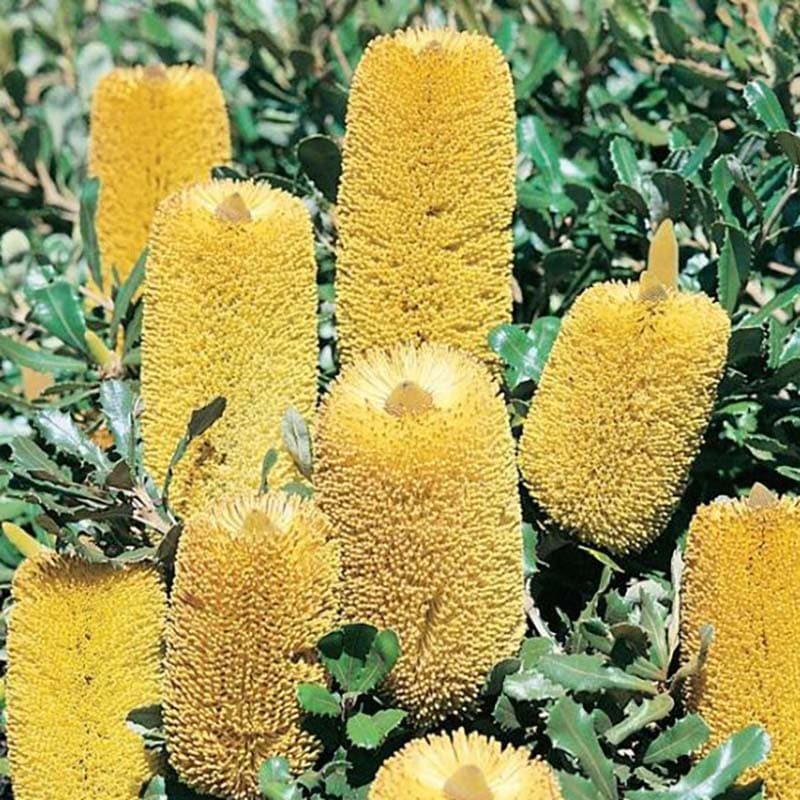 バンクシア ミーディア 5号ロングスリット鉢 | | ネイティブプランツ