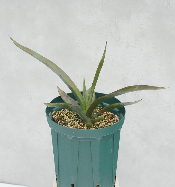 ユッカ様 ユッカ | 洋蘭.jp