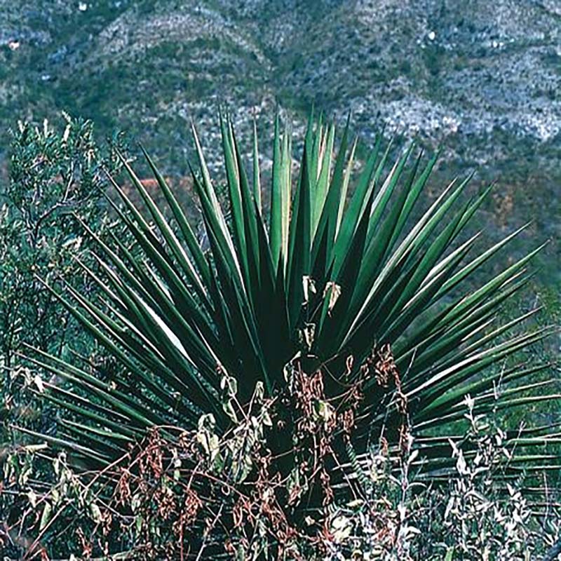 ユッカ・デグリナータ ロングスリット鉢 | | ドライガーデンプランツ