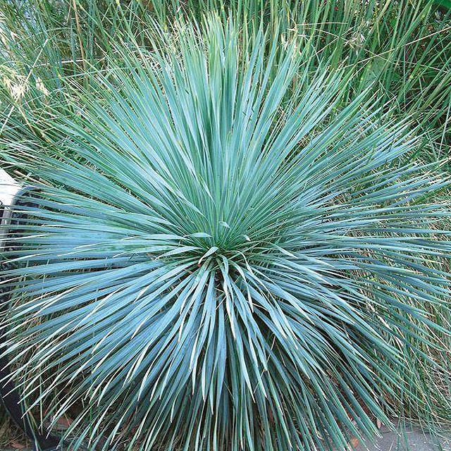 ユッカ　サファイアスカイズ 楽天市場】ユッカ ロストラータ'サファイヤ スカイズ' : お