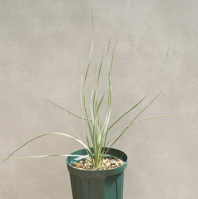 ダシリリオン ロンギシマム 5.5号鉢つき 2頭? ダシリリオン