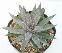 �ޥ󥬥١֥֥�åɡ����ݥåȡס�����ݥå�