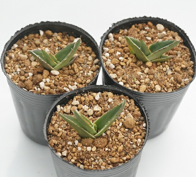 アガベ ピンティラ 2号ロングポット×3株セット | | アガベ