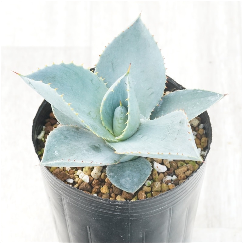 �����١֥֥롼���������֡ס�3����󥰥ݥå�