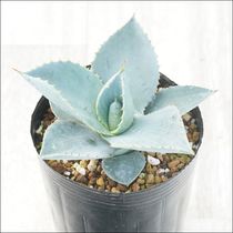 アガベ・マルガリータ 3号ロングポット×3株セット | | アガベ