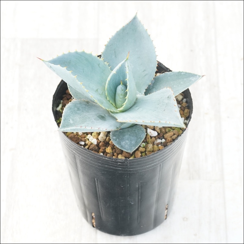 アガベ「ブルー・ウェーブ」 3号ロングポット | | アガベ