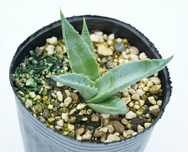 アガベ・アスペリマ・ザルケンシス 2号ロングポット | | アガベ