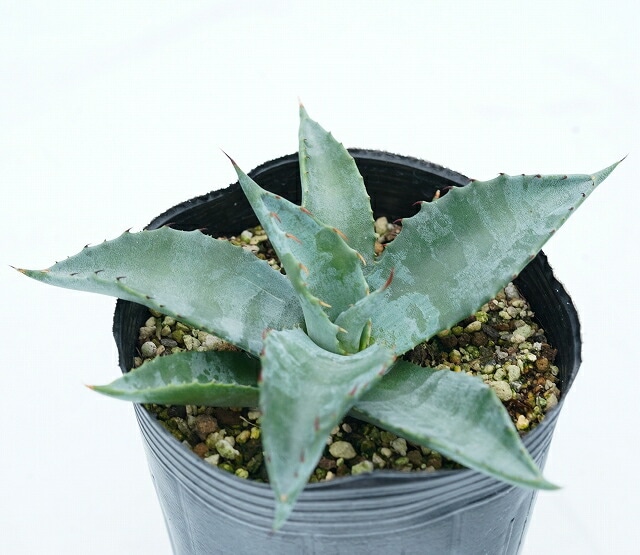m*♡様 アガベ アメリカーナ特大株 ウィンテリアーナ シルバーサーファー 美株 アガベ・ウィンテリアーナ｜Agave Winteriana | DESERT INC.