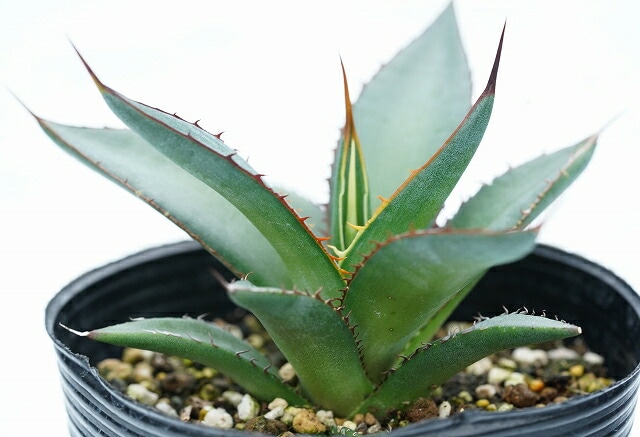 アガベ・アングスティアラム 3号ロングポット | | アガベ