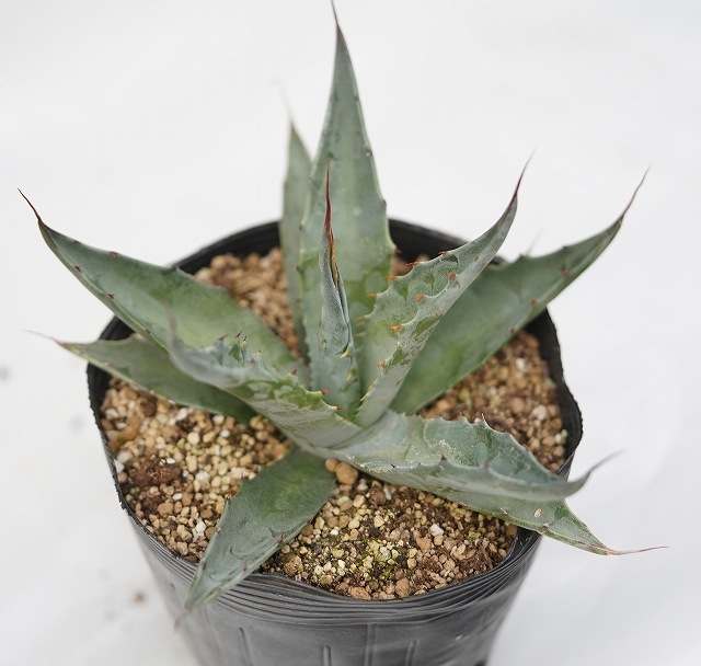 アガベ・サルミアーナ・クラッシスピナ 5号ポット | | アガベ