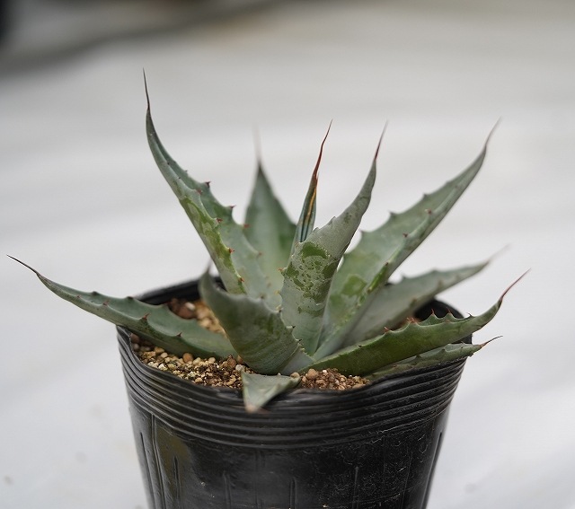 アガベ　オバティフォリア２個　サルミアナ　クラッシックスピナ3個セット アガベ オバティフォリア2個 サルミアナ クラッシックスピナ3個セット