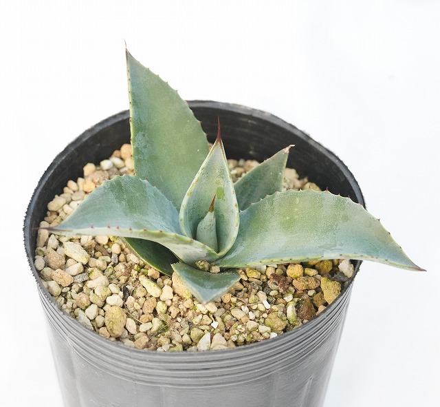アガベ シーマニアナピグマエア 大株 種子] アガベ ピグマエア Agave seemanniana Pygmaea｜多肉植物 希少