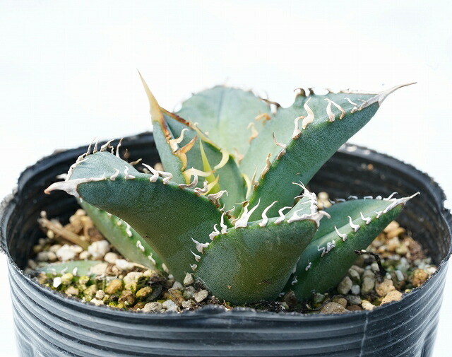 �����١����ƥ���(�����Υ������꡼����۱ꡡ��������3����󥰥ݥå�