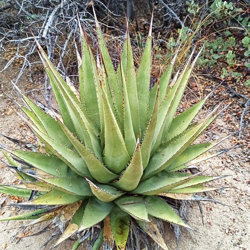 【現品】アガベ・デザーティ　アガベ・デザティ　10号　２あ番 種子】Agave deserti var. desertiアガベ デザーティ 10粒