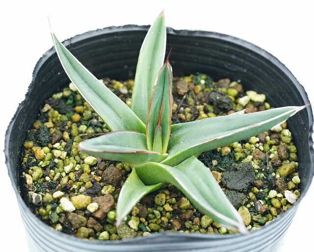 特選メリクロン株】アガベ・ニッケルシー フェルディナンディ・レギス