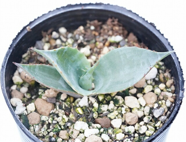 アガベ　パルメリー アガベ パルメリー