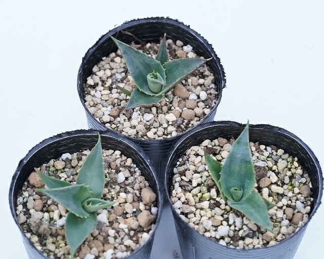 アガベ　プロトアメリカーナ　超特大　引取限定 アガベ プロトアメリカーナ 超特大 引取限定 2025年最新】プロト