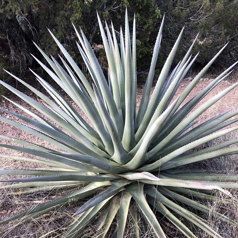 アガベ　パルメリー アガベ パルメリー