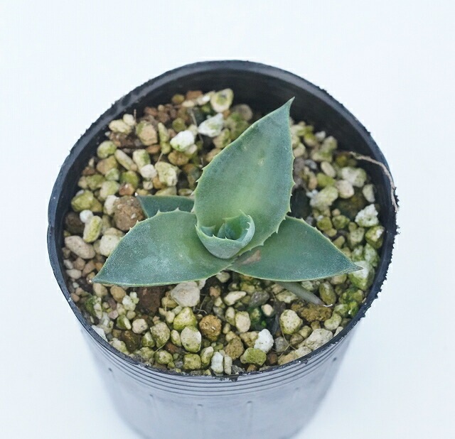 アガベ・ヒエミフローラ 2号ロングポット | | アガベ（リュウゼツラン