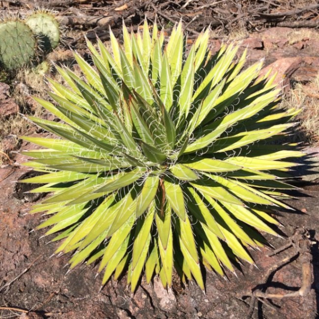 アガベ・フィリフェラ 大株 ※7号規格 抜き苗 | | アガベ