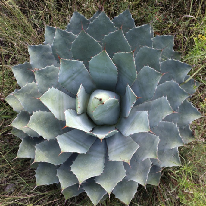 アガベ・ベルシャフェルティ（Agave potatorum 'Verschaffeltii