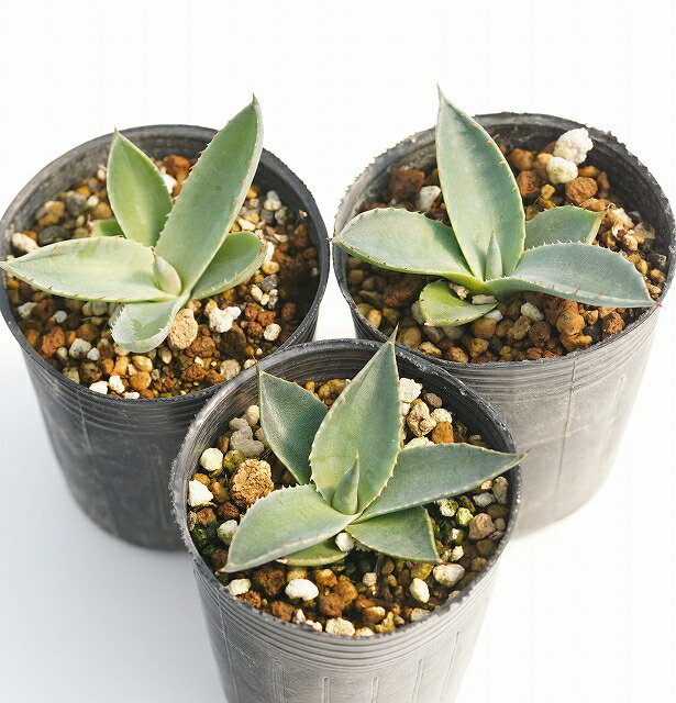 �����١��ѥ꡼���ȥ�󥫡�����2����󥰥ݥåȡ�3�ݥåȥ��å�