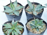 アガベ  リュウゼツラン 交配種 訳あり】アガベ 品種見計らい 5号ポット×1ポット ※品種ラベル付き