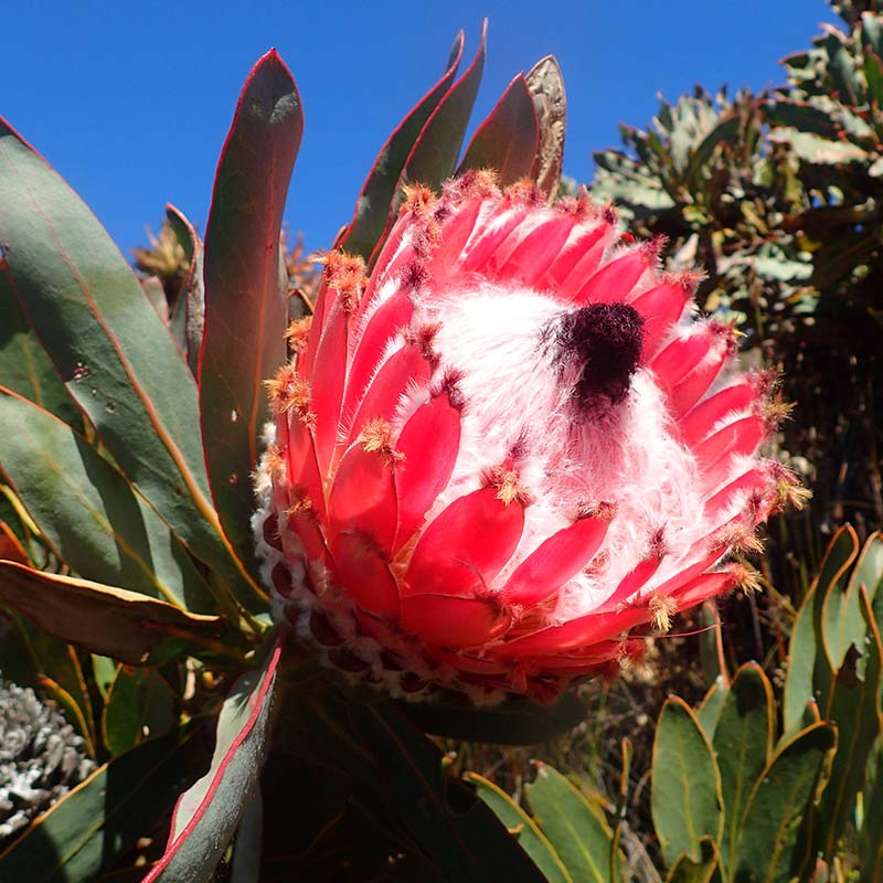 GreenPeace様 クイーンプロテア 6号鉢 プロテア マグニフィカ GreenPeace様 クイーンプロテア 6号鉢 プロテア マグニフィカ