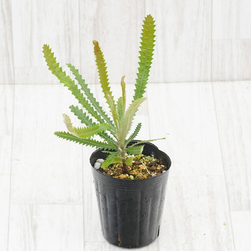 バンクシア・アエムラ 3号ロングポット | | ネイティブプランツ