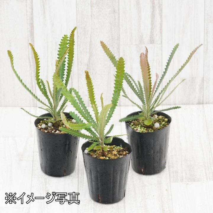 バンクシア・アエムラ 3号ロングポット | | ネイティブプランツ