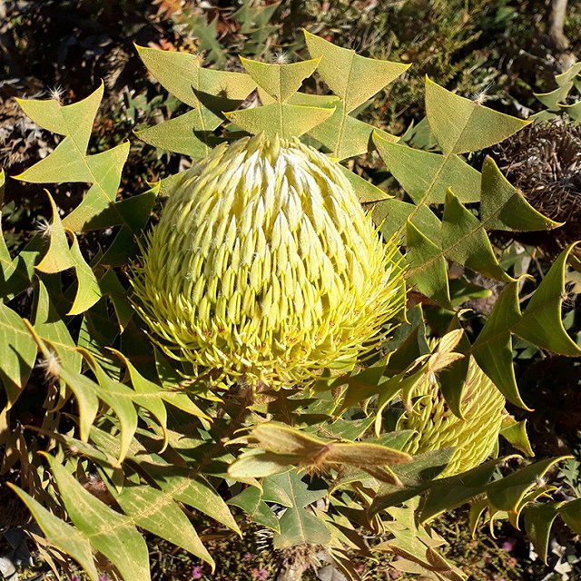 バンクシア・バクステリ 3号ロングポット | | ネイティブプランツ