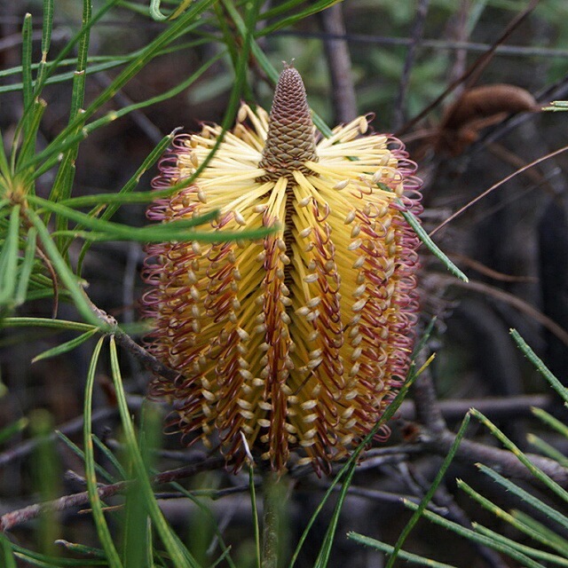 ヘアピン バンクシア スピヌローサ 3 バンクシア・スピヌローサ 3号ロングポット | | ネイティブ