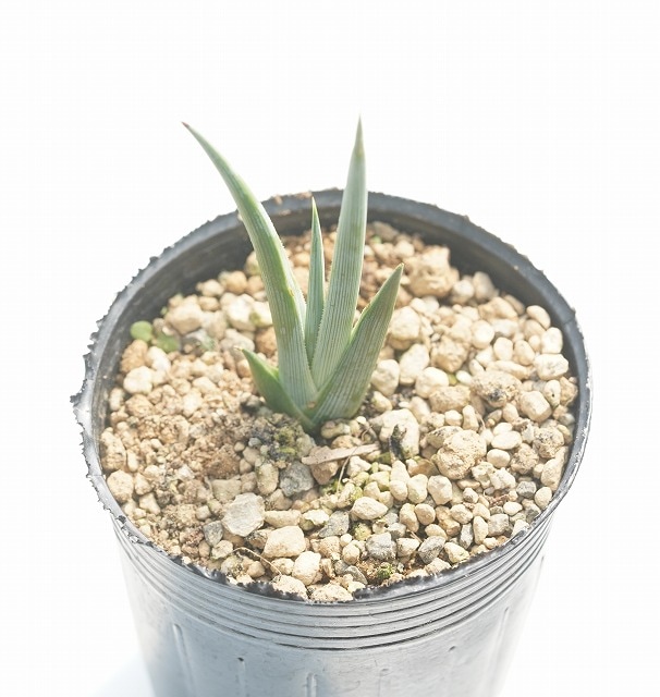 2457 外国切手 アンティグア・バーブーダ 鳥類 タブ付き 未使用 2457