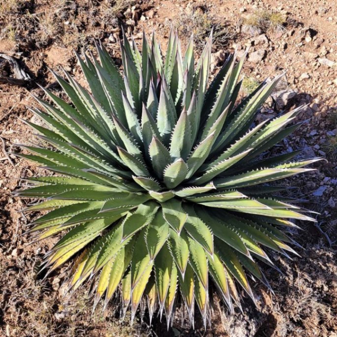 アガベカイバベンシス錦