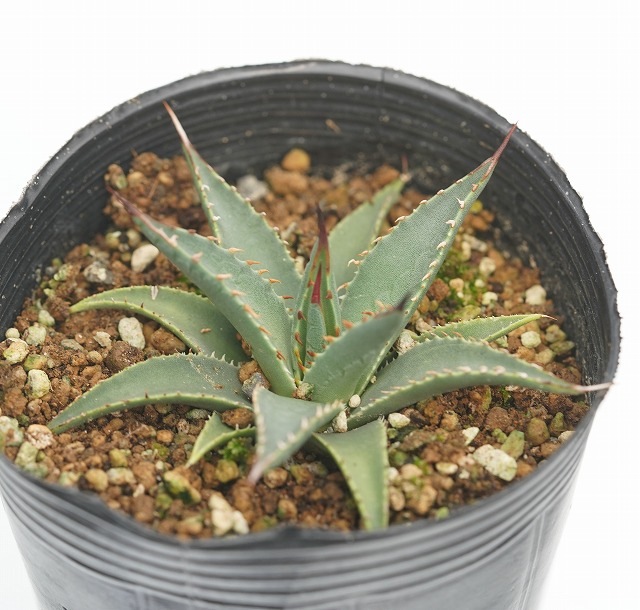 実生選抜】アガベ・ユタエンシス 