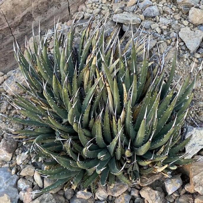 実生選抜】アガベ・ユタエンシス 