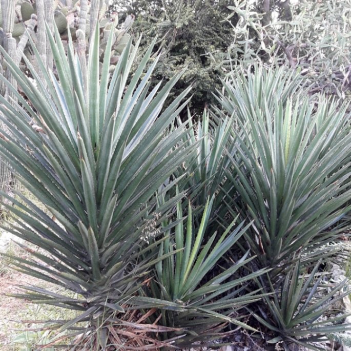 アガベ・カーウィンスキー「ブルー」 2号ロングポット | | アガベ