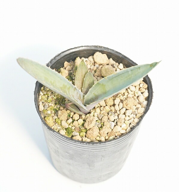 アガベ・カーウィンスキー「ブルー」 2号ロングポット | | アガベ