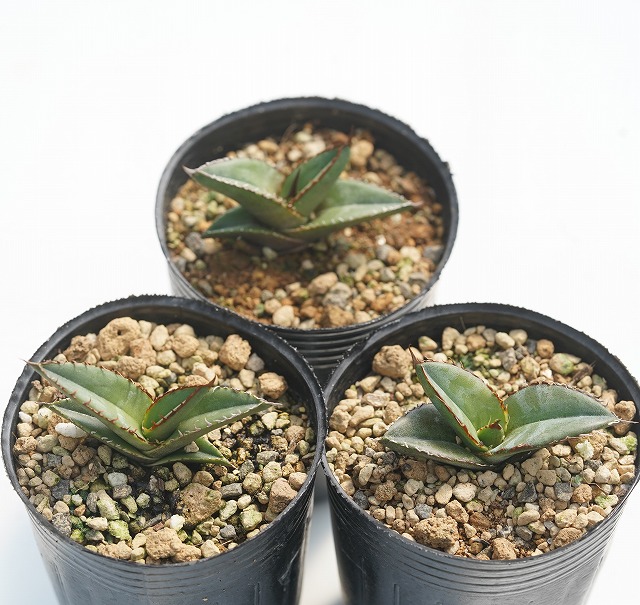 アガベ・トリアンギュラリス「サブインテグラ」 2号ロングポット