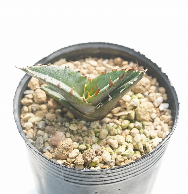 アガベ ディフォルミス Agave difformis
